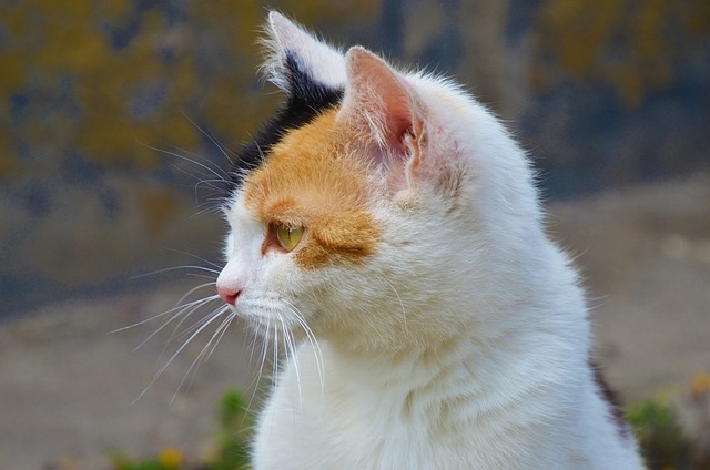 猫咪尿量少但次数多，难道是猫下泌尿综合症在作祟？